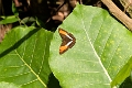 NYMPHALIDAE, Adelpha cocala